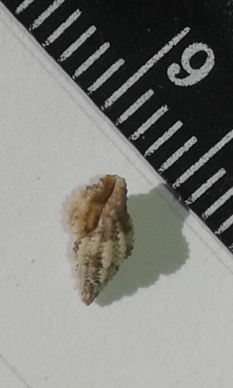 Muricidae?